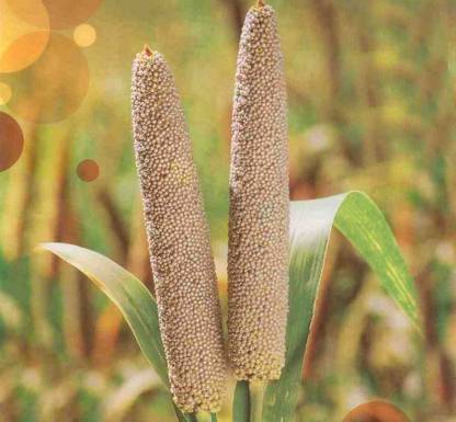 Bajra - The Amazingly Nutritious Crop